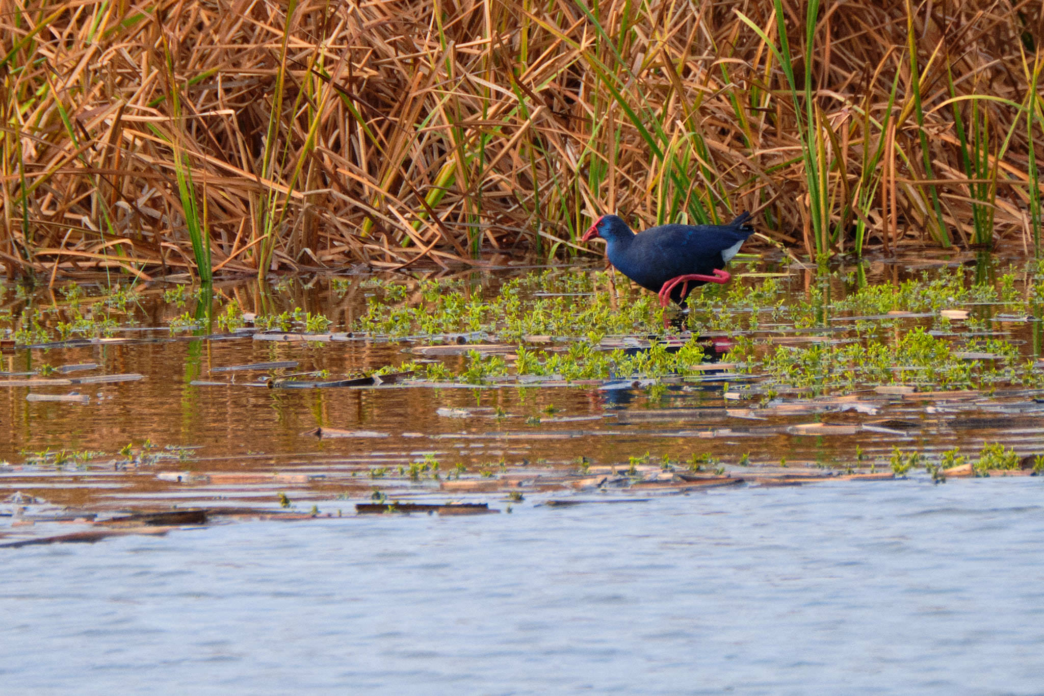Parque Nacional de Donaña - Andalucia - Spanien